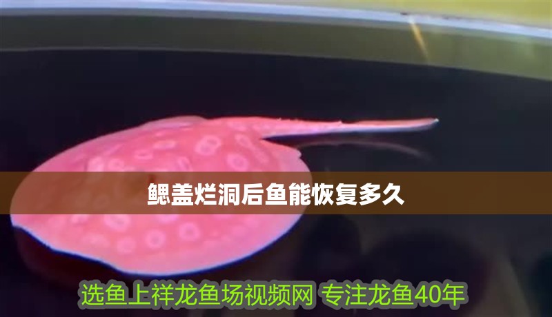 鰓蓋爛洞后魚能恢復多久