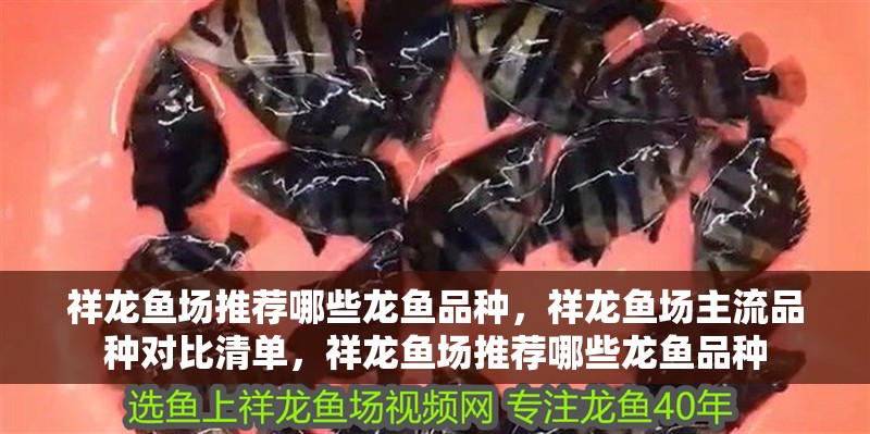祥龍魚場推薦哪些龍魚品種，祥龍魚場主流品種對比清單，祥龍魚場推薦哪些龍魚品種