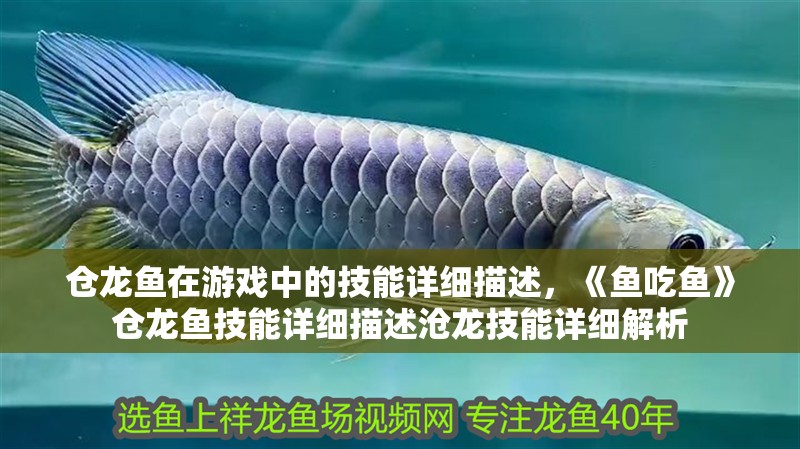 倉龍魚在游戲中的技能詳細描述，《魚吃魚》倉龍魚技能詳細描述滄龍技能詳細解析