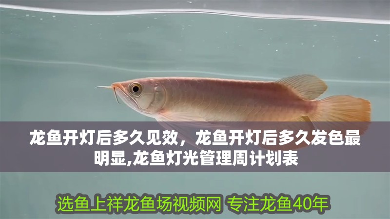 龍魚開燈后多久見效，龍魚開燈后多久發色最明顯,龍魚燈光管理周計劃表