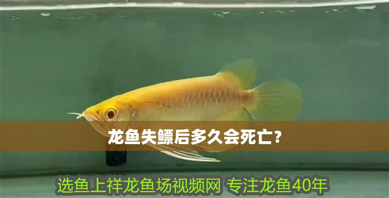 龍魚失鰾后多久會(huì)死亡？
