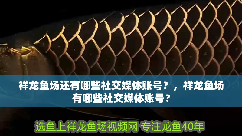 祥龍魚場還有哪些社交媒體賬號？，祥龍魚場有哪些社交媒體賬號？