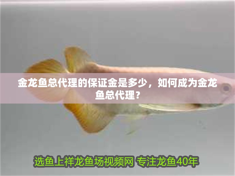 金龍魚總代理的保證金是多少，如何成為金龍魚總代理？