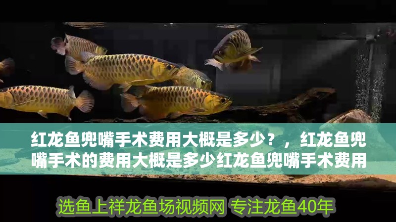 紅龍魚兜嘴手術費用大概是多少？，紅龍魚兜嘴手術的費用大概是多少紅龍魚兜嘴手術費用大概是多少