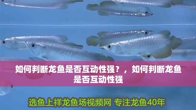 如何判斷龍魚是否互動性強？，如何判斷龍魚是否互動性強