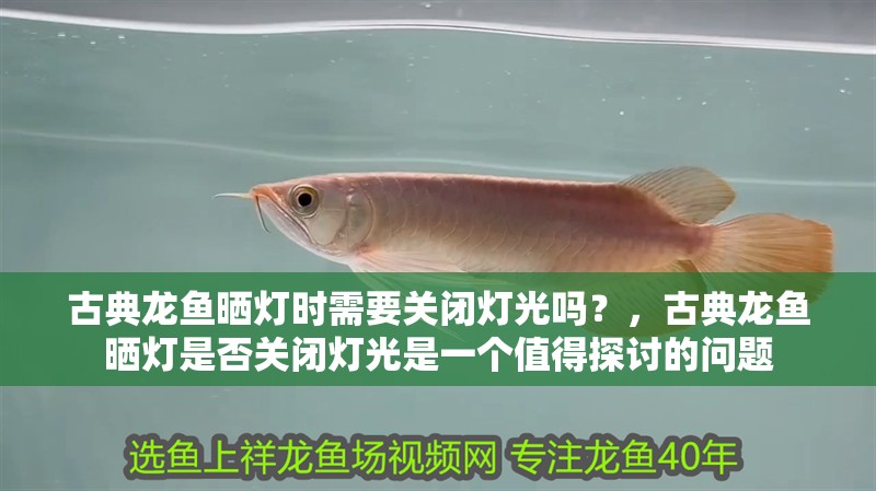 古典龍魚曬燈時需要關閉燈光嗎？，古典龍魚曬燈是否關閉燈光是一個值得探討的問題