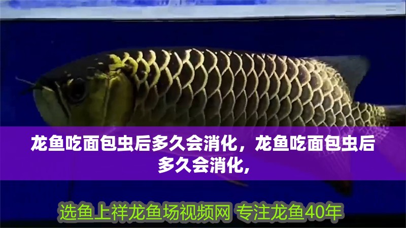 龍魚吃面包蟲后多久會消化，龍魚吃面包蟲后多久會消化,