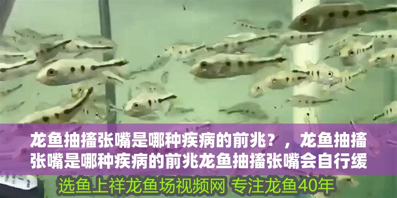 龍魚抽搐張嘴是哪種疾病的前兆？，龍魚抽搐張嘴是哪種疾病的前兆龍魚抽搐張嘴會自行緩解嗎