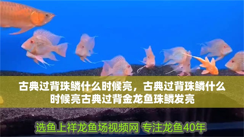 古典過背珠鱗什么時候亮，古典過背珠鱗什么時候亮古典過背金龍魚珠鱗發亮