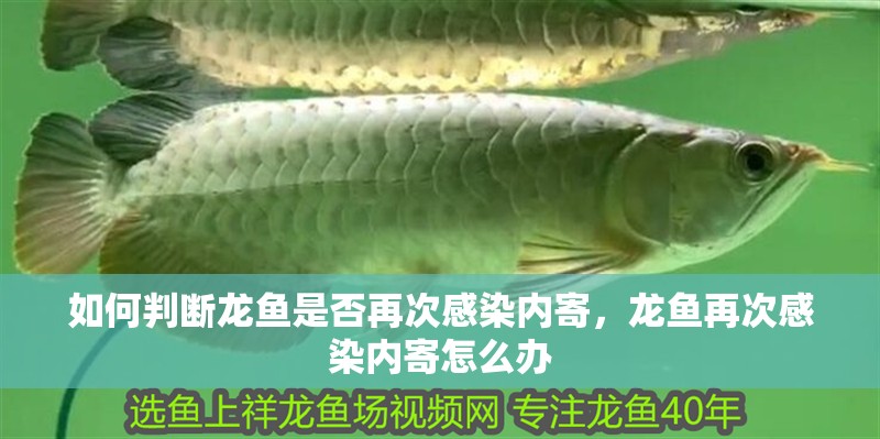 如何判斷龍魚是否再次感染內寄，龍魚再次感染內寄怎么辦