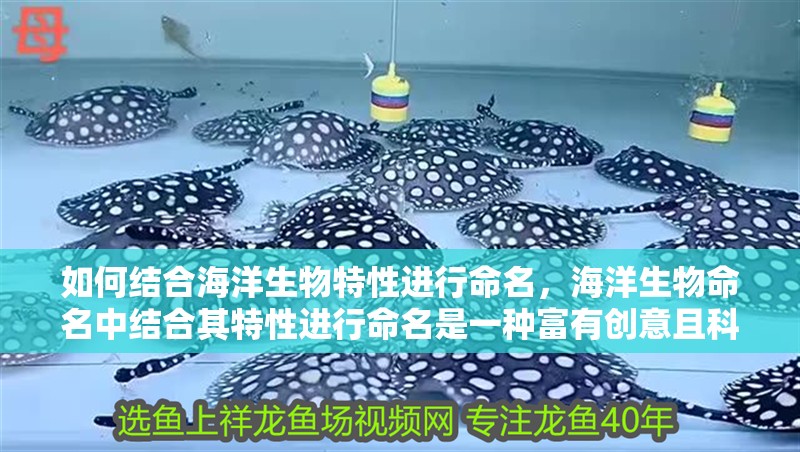 龍魚干蝦有營(yíng)養(yǎng)嗎 如何結(jié)合海洋生物特性進(jìn)行命名,海洋生物命名中結(jié)合其特性進(jìn)行命名是一種富有創(chuàng)意且科學(xué)的方法 龍魚百科 如何結(jié)合海洋生物特性進(jìn)行命名,海洋生物命名中結(jié)合其特性進(jìn)行命名是一種富有創(chuàng)意且科學(xué)的方法 如何結(jié)合海洋生物特性進(jìn)行命名,海洋生物命名中結(jié)合其特性進(jìn)行命名是一種富有創(chuàng)意且科學(xué)的方法 龍魚百科