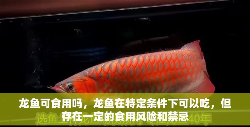 龍魚(yú)可食用嗎，龍魚(yú)在特定條件下可以吃，但存在一定的食用風(fēng)險(xiǎn)和禁忌
