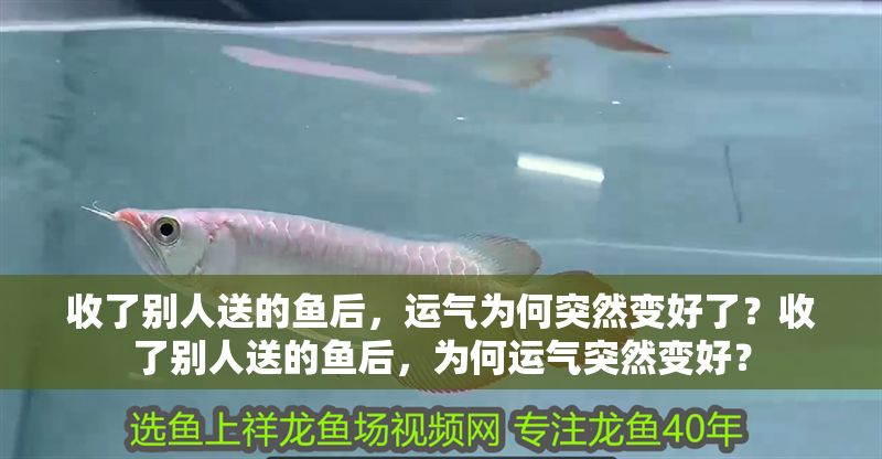 收了別人送的魚后，運氣為何突然變好了？收了別人送的魚后，為何運氣突然變好？ 收了別人送的魚后，運氣為何突然變好了？收了別人送的魚后，為何運氣突然變好？ 龍魚百科 第1張