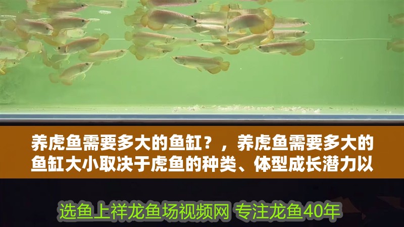 養(yǎng)虎魚需要多大的魚缸？，養(yǎng)虎魚需要多大的魚缸大小取決于虎魚的種類、體型成長潛力以及飼養(yǎng)數(shù)量