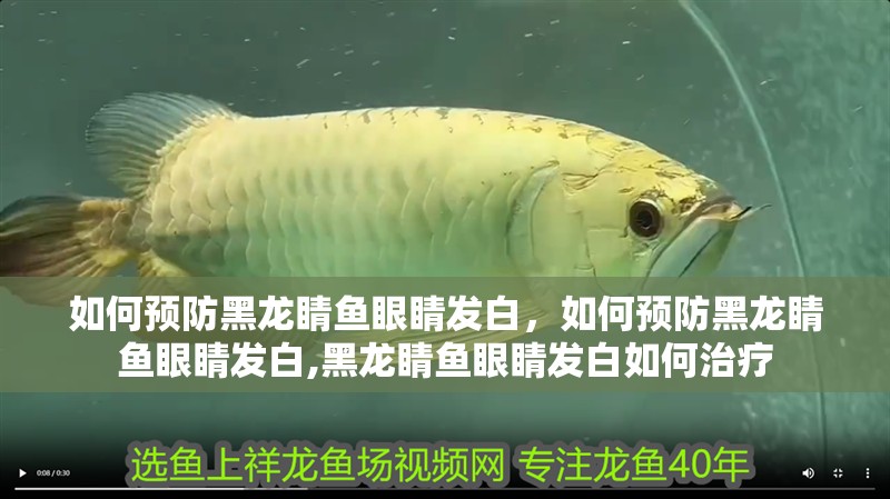 魚缸過濾器選購指南:自制魚缸過濾器魚缸上置過濾器對于養魚愛好者的必備知識 如何預防黑龍睛魚眼睛發白,如何預防黑龍睛魚眼睛發白,黑龍睛魚眼睛發白如何治療 龍魚百科 如何預防黑龍睛魚眼睛發白,如何預防黑龍睛魚眼睛發白,黑龍睛魚眼睛發白如何治療 如何預防黑龍睛魚眼睛發白,如何預防黑龍睛魚眼睛發白,黑龍睛魚眼睛發白如何治療 龍魚百科
