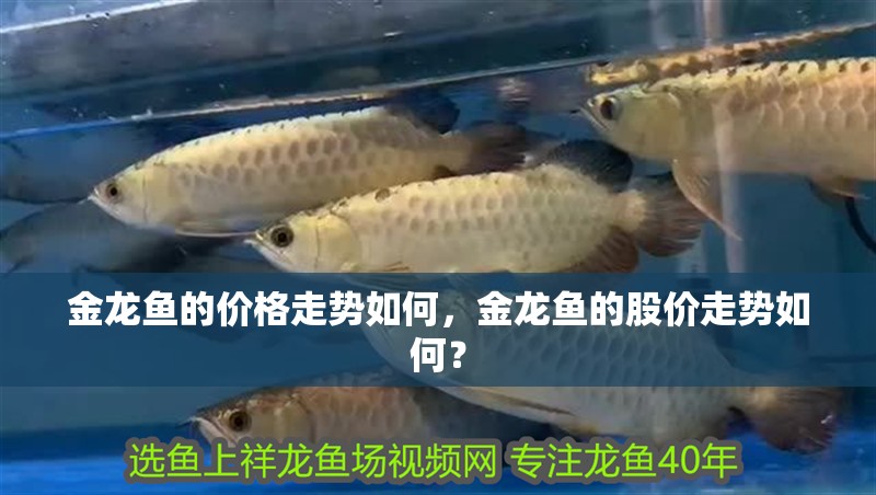 金龍魚的價格走勢如何，金龍魚的股價走勢如何？ 金龍魚的價格走勢如何，金龍魚的股價走勢如何？ 龍魚百科