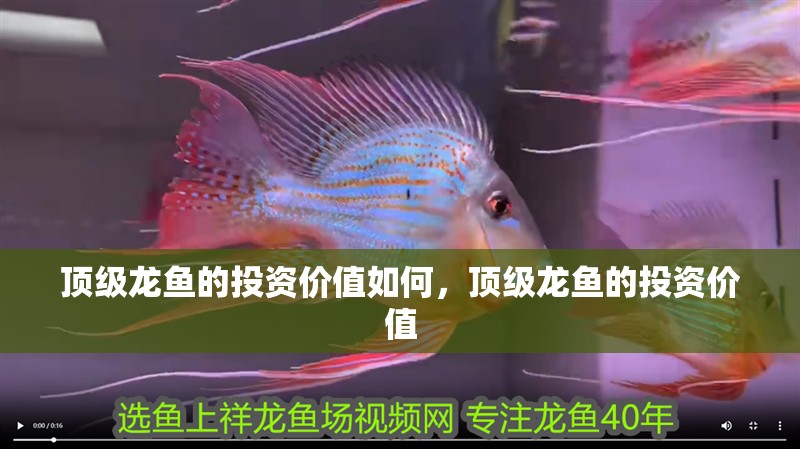 頂級龍魚的投資價值如何，頂級龍魚的投資價值
