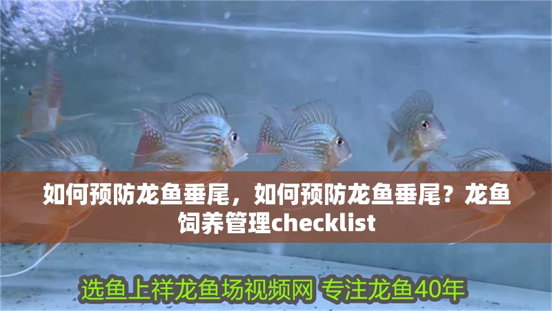 如何預防龍魚垂尾，如何預防龍魚垂尾？龍魚飼養管理checklist 如何預防龍魚垂尾，如何預防龍魚垂尾？龍魚飼養管理checklist 龍魚百科