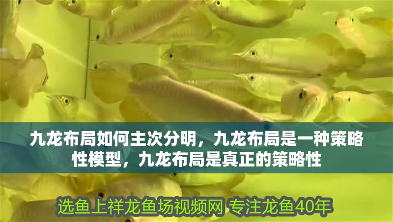 九龍布局如何主次分明，九龍布局是一種策略性模型，九龍布局是真正的策略性 九龍布局如何主次分明，九龍布局是一種策略性模型，九龍布局是真正的策略性 龍魚百科