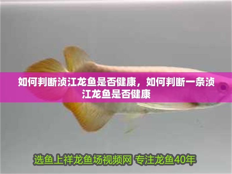 如何判斷湞江龍魚是否健康，如何判斷一條湞江龍魚是否健康 如何判斷湞江龍魚是否健康，如何判斷一條湞江龍魚是否健康 龍魚百科