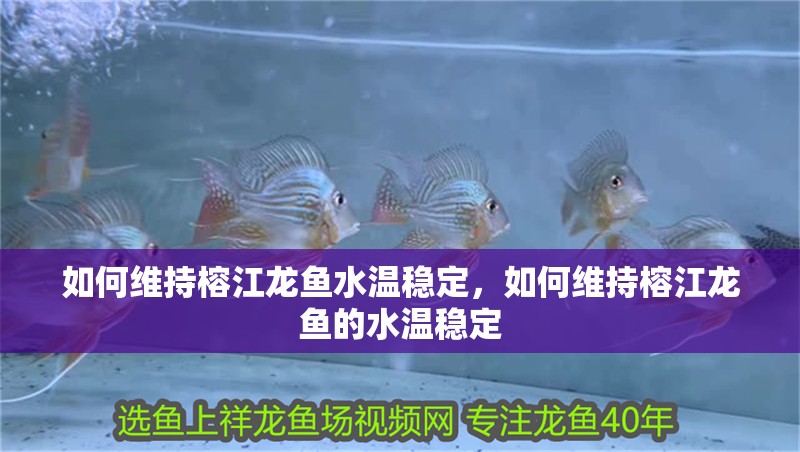 如何維持榕江龍魚水溫穩定，如何維持榕江龍魚的水溫穩定