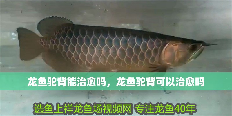 龍魚駝背能治愈嗎，龍魚駝背可以治愈嗎