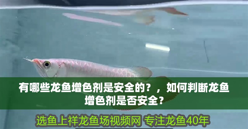 有哪些龍魚增色劑是安全的？，如何判斷龍魚增色劑是否安全？