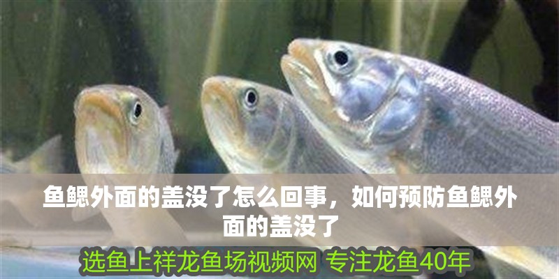 魚鰓外面的蓋沒了怎么回事，如何預防魚鰓外面的蓋沒了