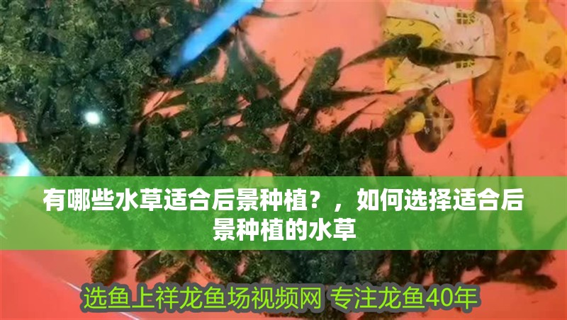有哪些水草適合后景種植？，如何選擇適合后景種植的水草