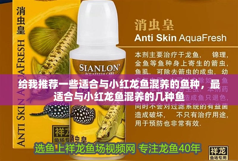 給我推薦一些適合與小紅龍魚混養的魚種，最適合與小紅龍魚混養的幾種魚