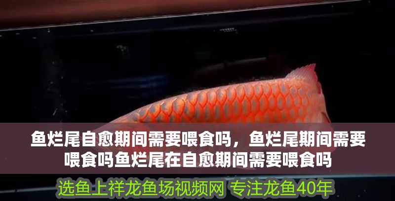 魚爛尾自愈期間需要喂食嗎，魚爛尾期間需要喂食嗎魚爛尾在自愈期間需要喂食嗎