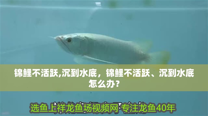 錦鯉不活躍,沉到水底，錦鯉不活躍、沉到水底怎么辦？ 錦鯉不活躍,沉到水底，錦鯉不活躍、沉到水底怎么辦？ 龍魚百科