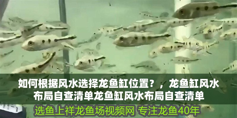 如何根據風水選擇龍魚缸位置？，龍魚缸風水布局自查清單龍魚缸風水布局自查清單 如何根據風水選擇龍魚缸位置？，龍魚缸風水布局自查清單龍魚缸風水布局自查清單 龍魚百科