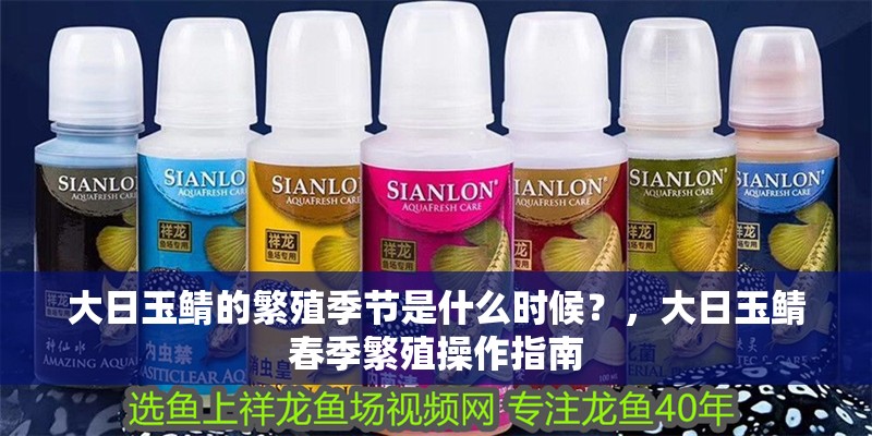 大日玉鯖的繁殖季節(jié)是什么時候？，大日玉鯖春季繁殖操作指南