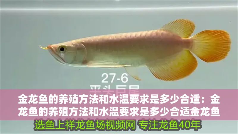 金龍魚的養(yǎng)殖方法和水溫要求是多少合適：金龍魚的養(yǎng)殖方法和水溫要求是多少合適金龍魚的養(yǎng)殖方法