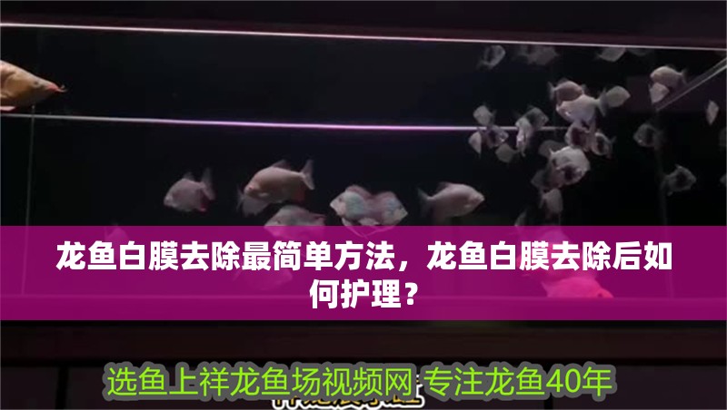 龍魚白膜去除最簡單方法，龍魚白膜去除后如何護理？ 龍魚白膜去除最簡單方法，龍魚白膜去除后如何護理？ 龍魚百科