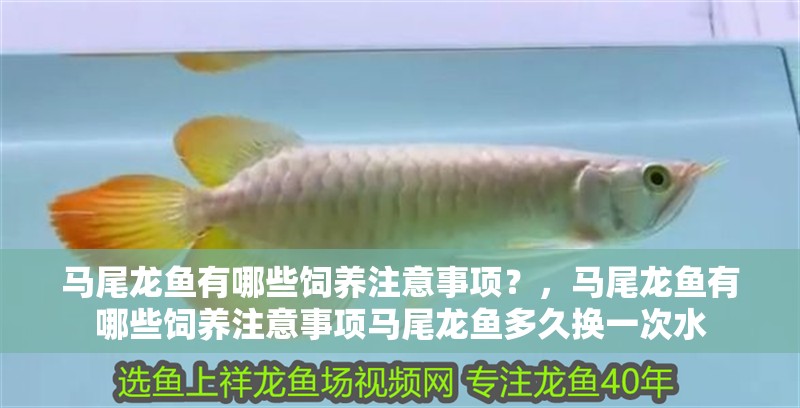 馬尾龍魚有哪些飼養注意事項？，馬尾龍魚有哪些飼養注意事項馬尾龍魚多久換一次水