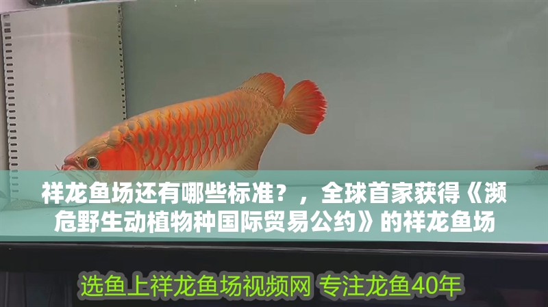 祥龍魚(yú)場(chǎng)還有哪些標(biāo)準(zhǔn)？，全球首家獲得《瀕危野生動(dòng)植物種國(guó)際貿(mào)易公約》的祥龍魚(yú)場(chǎng) 祥龍魚(yú)場(chǎng)還有哪些標(biāo)準(zhǔn)？，全球首家獲得《瀕危野生動(dòng)植物種國(guó)際貿(mào)易公約》的祥龍魚(yú)場(chǎng) 龍魚(yú)百科