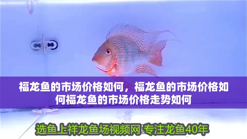 福龍魚的市場價格如何，福龍魚的市場價格如何福龍魚的市場價格走勢如何