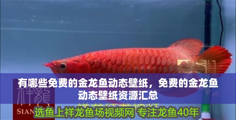 有哪些免費的金龍魚動態壁紙，免費的金龍魚動態壁紙資源匯總