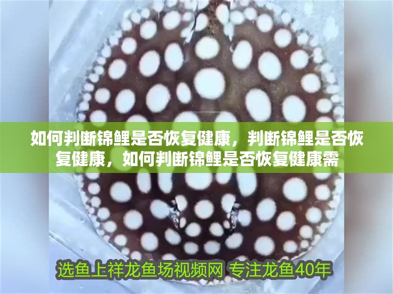 如何判斷錦鯉是否恢復健康，判斷錦鯉是否恢復健康，如何判斷錦鯉是否恢復健康需