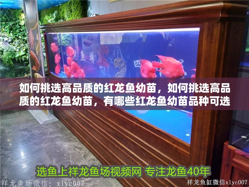 如何挑選高品質的紅龍魚幼苗，如何挑選高品質的紅龍魚幼苗，有哪些紅龍魚幼苗品種可選