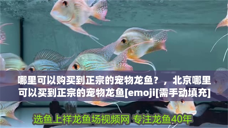 哪里可以購買到正宗的寵物龍魚？，北京哪里可以買到正宗的寵物龍魚[emoji[需手動填充]1f338[[需手動填充]emoji[需手動填充]