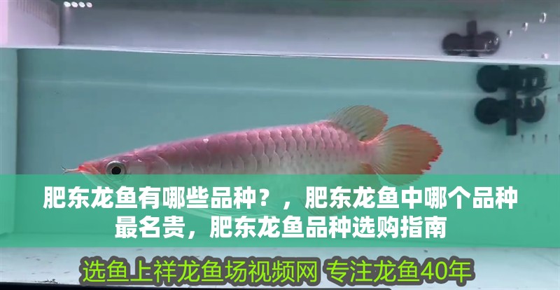 肥東龍魚有哪些品種？，肥東龍魚中哪個品種最名貴，肥東龍魚品種選購指南 肥東龍魚有哪些品種？，肥東龍魚中哪個品種最名貴，肥東龍魚品種選購指南 龍魚百科