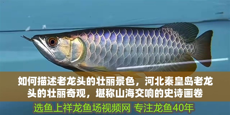 如何描述老龍頭的壯麗景色，河北秦皇島老龍頭的壯麗奇觀，堪稱山海交響的史詩畫卷