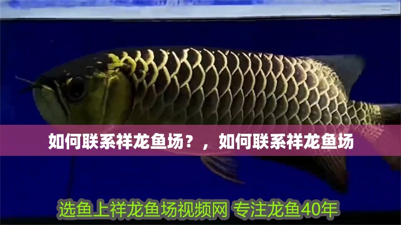 如何聯系祥龍魚場？，如何聯系祥龍魚場