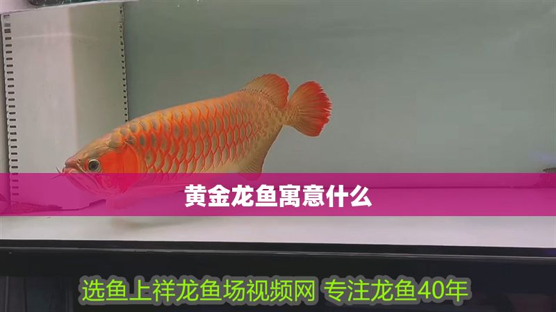 黃金龍魚寓意什么