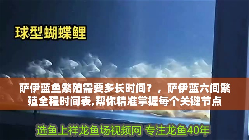 薩伊藍魚繁殖需要多長時間？，薩伊藍六間繁殖全程時間表,幫你精準掌握每個關鍵節點 薩伊藍魚繁殖需要多長時間？，薩伊藍六間繁殖全程時間表,幫你精準掌握每個關鍵節點 龍魚百科