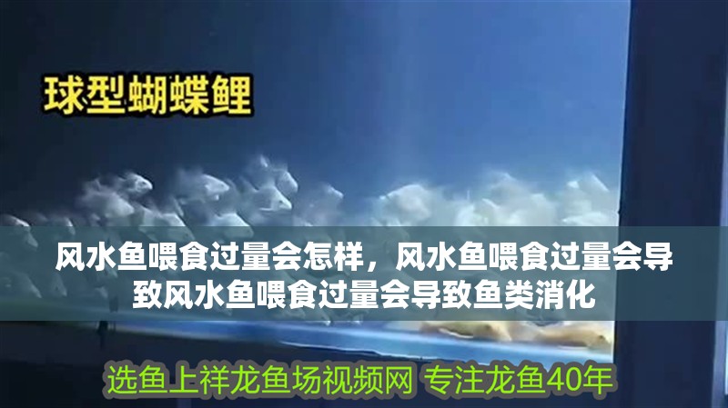 風水魚喂食過量會怎樣，風水魚喂食過量會導致風水魚喂食過量會導致魚類消化