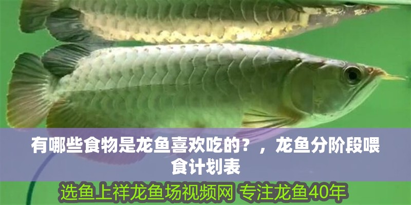 有哪些食物是龍魚喜歡吃的？，龍魚分階段喂食計劃表